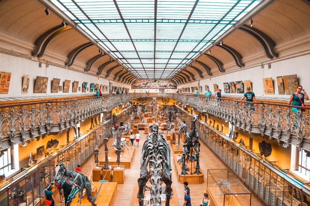 museum, dinosaur, dino, fossil, paleontology, extinct, prehistoric, evolution, ancient, jurassic, history, bones, archeology, predator, tourism, brown dinosaur, educational, museum, museum, museum, museum, museum, dinosaur, dinosaur, evolution