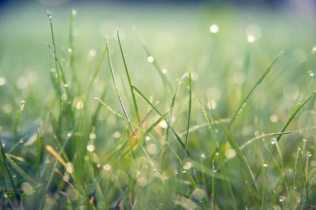 grass, macro, outdoors, bokeh, rain, wet, lawn, meadow, nature, rain, rain, rain, rain, rain